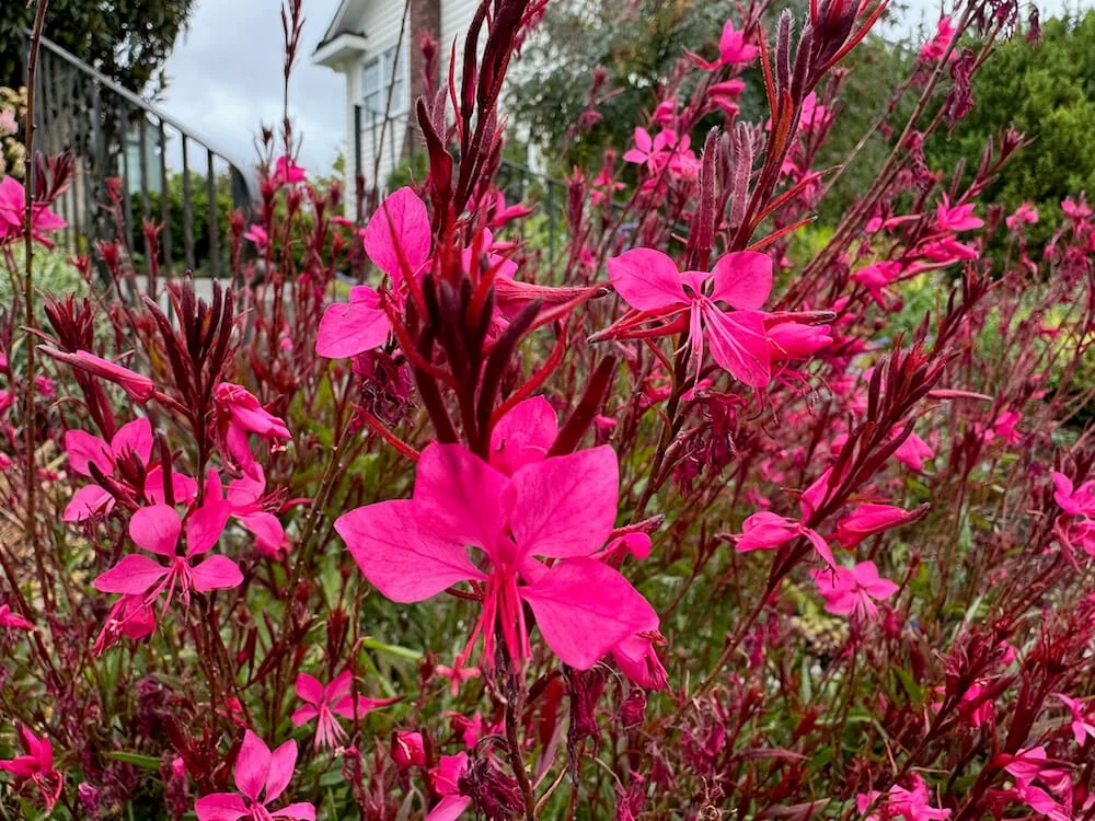 Gaura lindheimeri 'Steffi Dark Rose Improved' (Steffi Dark Rose